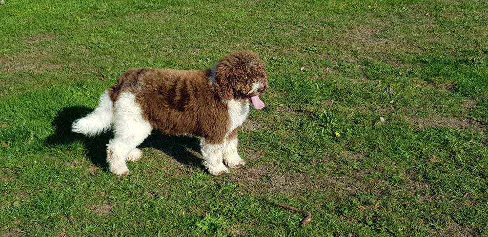 Marlee cockapoo hot sale